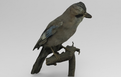 garrulus glandarius Avrasya jay doğa 3D baskı modeli, dosya, yazdırılabilir model, tasarım, 3 boyutlu baskı, Garrulus, glandarius, Avrasya, jay, kuş, hayvan 3D print model - Mito3D