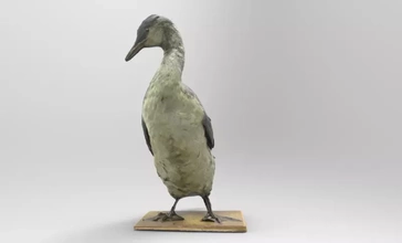 gavia Ártico invierno plumaje black throated salario 3d impresión modelo trío pájaro naturaleza negro animal aves garganta 3d print model - Mito3D