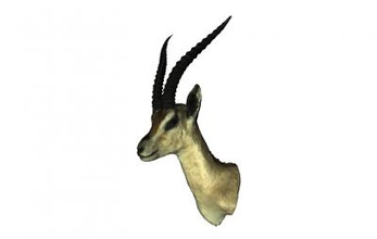 gazelle nature 3D printing model, file, printable design, 3d print, gazelle, animal, nature, antelope, head, africa 3d print model - Mito3D