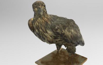 haliaeetus albicilla white-tailed eagle nature 3D printing model, file, printable design, 3d print, Haliaeetus, albicilla, white, tailed, eagle, bird, animal, 3d print model - Mito3D