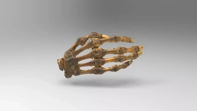 hand bones nails 3d printing model - threeding anatomy science human structure 3d print model - Mito3D