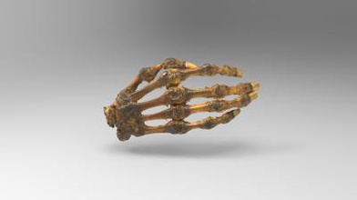 hand bones nails science 3D printing model, file, printable design, 3d print, anatomy, science, human, structure, hand, bones, 3d print model - Mito3D