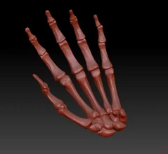 hand bones single unit 3d printing model - threeding anatomy science skeleton human carpal metacarpal phalanx phalanges navicular lunate triquetrum hamate capitate mri radiology accurate scientific trapezoid 3d print model - Mito3D