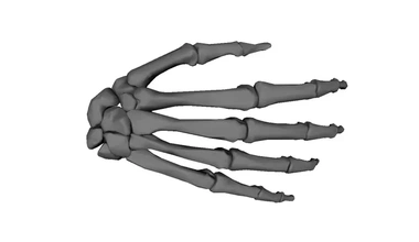 main squelette 3d impression modèle trio 3d print model - Mito3D