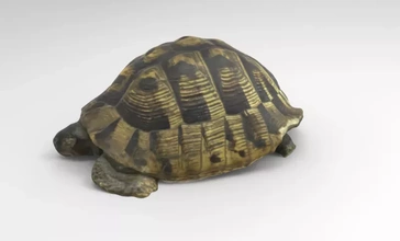 hermann's tortoise 3d printing model - threeding nature animal anatomy science turtle 3d print model - Mito3D