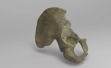 kalça kemik 3d baskı model üçleme anatomi Bilim insan 3d print model - Mito3D