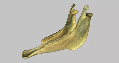 horse mandibular bone 3d printing model - threeding animal anatomy scince 3d print model - Mito3D