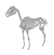 caballo esqueleto 3d impresión modelo trío 3d print model - Mito3D
