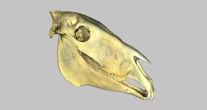 cheval crâne mandibulaire OS 3d impression modèle trio animal anatomie 3d print model - Mito3D