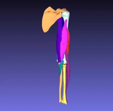 humano brazo músculos 3d impresión modelo trío músculo anatomía escápula húmero flexor extensor origen inserción braquial braquiorradial coracobraquial bíceps tríceps vendedor cubito radio coracoides 3d print model - Mito3D