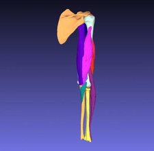 human arm muscles science 3D printing model, file, printable design, 3d print, flexor, extensor, anatomy, muscle, origin, insertion,brachialis, brachioradialis, coracobrachialis, biceps, triceps, anconeus, humerus, ulna, radius, scapula, coracoid, long head, short brachii 3d print model - Mito3D