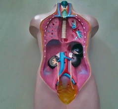 insan vücut model 3d baskı üçleme anatomi bilim 3d print model - Mito3D