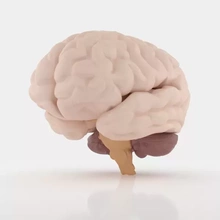 humano cerebro 3d impresión modelo trío anatomía diseño imprimible Ciencias Organo educación medicamento print printing modelado cuerpo partes 3d print model - Mito3D