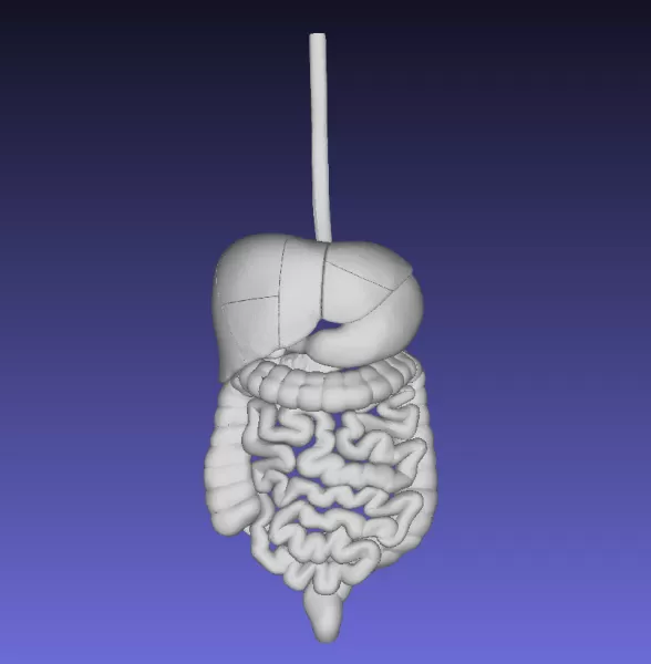 human digestive 3d printing model - threeding anatomy duct gi esophagus stomach duodenum jejunum ileum cecum colon rectum appendix pancreas liver gall bladder cystic biliary bile 3D print model - Mito3D