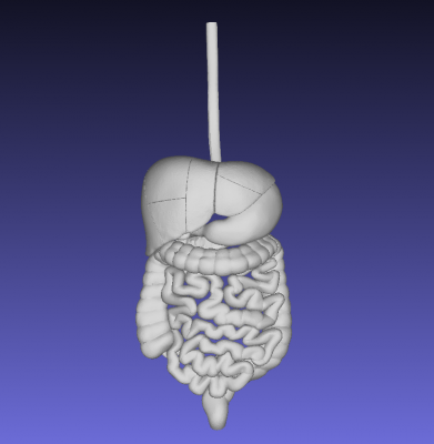 insan sindirim sistemi bilim 3D baskı modeli, dosya, yazdırılabilir model, tasarım, 3 boyutlu baskı, İnsan Anatomisi, sindirim, Gİ, yemek borusu, mide, oniki parmak bağırsağı, ince bağırsak, ileum, çekum, kolon, rektum, apandisit, pankreas, karaciğer, safra kesesi, sistik kanal, safra, 3D print model - Mito3D