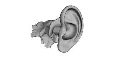 humano orelha 3d impressão modelo trio 3d print model - Mito3D