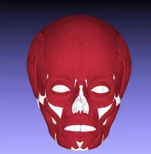 Humain faciale muscles 3d impression modèle trio muscle crâne visage musculature 3d print model - Mito3D