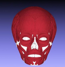 die menschliche Gesichtsmuskulatur Wissenschaft 3D-Druck-Modell, 3D-Druck-Datei, 3D-druckbares Modell, 3D-Druck, Gestaltung, Druck 3d, menschliche, Gesicht, Muskulatur, Schädel, Muskulatur 3d print model - Mito3D