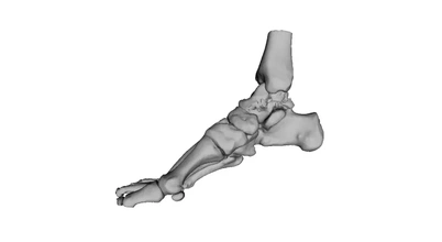Humain pieds squelette 3d impression modèle trio 3d print model - Mito3D