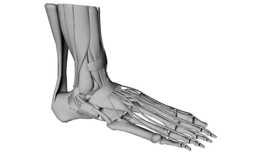 human foot anatomical structure 3d printing model - threeding 3d print model - Mito3D