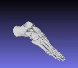 humano pie huesos 3d impresión modelo trío esqueleto hueso talus falanges metatarsiano tarsal calcáneo cuboides 3d print model - Mito3D