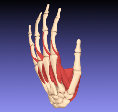 humanos de los músculos la mano ciencia 3D modelo impresión, impresión en archivo, imprimibles 3D, diseño 3d, Humano, mano, músculos, huesos del carpo, metacarpianos, falanges, dedo, extensores, flexores, 3D print model - Mito3D