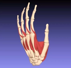 humano mão músculos 3d impressão modelo trio músculo osso dedo carpal metacarpo falanges flexor extensor 3d print model - Mito3D