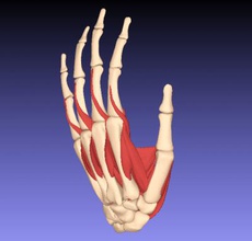 la main de l'homme muscles science 3D modèle d'impression, l'impression fichier, imprimable modèle, en conception, d'impression 3d, Humain, main, des muscles, os, du carpe, métacarpe, phalanges doigt, extenseurs et fléchisseurs, les 3d print model - Mito3D