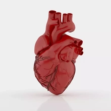 humano coração 3d impressão modelo trio anatomia imprimível Ciência medicamento printing realista vray Projeto 3ds max 3d print model - Mito3D
