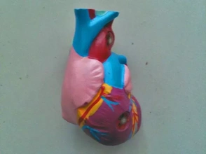humano coração 3d impressão modelo trio anatomia Ciência cervo 3d print model - Mito3D