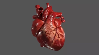humano corazón 3d impresión modelo trío anatomía cuerpo partes esculpir cg 3d print model - Mito3D