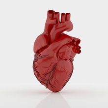 human heart 3d science 3D printing model, file, printable design, print, 3d, printing, printable, heart, anatomy, medicine, parts, science, realistic, vray, 3ds max, 3d print model - Mito3D