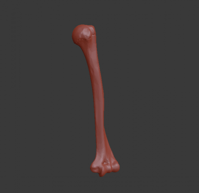 human humerus upper arm bone science 3D printing model, file, printable design, 3d print, arm, humerus, anatomy, human, skeleton, bone, extremity, 3D print model - Mito3D