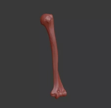 umano omero superiore braccio osso 3d stampa modello treding anatomia scheletro estremità 3d print model - Mito3D