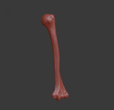human humerus upper arm bone science 3D printing model, file, printable design, 3d print, arm, humerus, anatomy, human, skeleton, bone, extremity, 3d print model - Mito3D