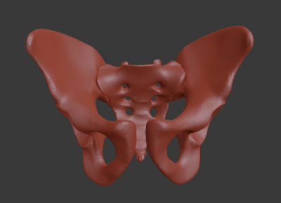 l'homme du pelvis masculin la science 3D modèle d'impression, l'impression fichier, imprimable modèle, en de conception, d'impression 3d, main, l'anatomie, l'homme, le squelette, IRM, radiologie, précis, science, scientifique, l'anatomie humaine, bassin, hanche, innominante, sacrum, l'ilion, ischion et pubis, l'os,le coccyx, 3D print model - Mito3D