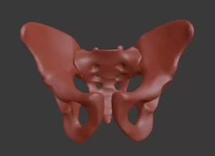 humano masculino pelvis 3d impresión modelo trío mano anatomía Ciencias esqueleto hueso sacro resonancia magnética radiología preciso científico cadera innominante ilion 3d print model - Mito3D