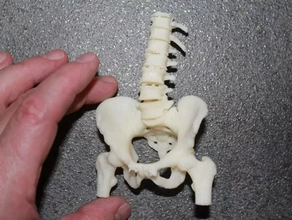 human pelvis 3d printing model - threeding 3d print model - Mito3D