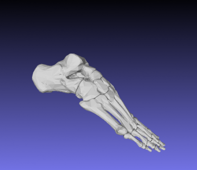 diritto umano ossa del piede scienza La stampa 3D, modello, file di 3D stampabile la progettazione, 3d, umano, osso, scheletro, piedi, metatarso, falangi, tarsale, calcagno, astragalo, cuboide 3D print model - Mito3D