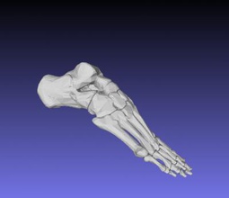 insan sağ ayak kemikleri bilim 3D baskı modeli, dosya, yazdırılabilir model, tasarım, 3 boyutlu baskı, insan, kemik, iskelet, ayak, metatarsal, parmak kemiği, bileği, topuk aşık kübik 3d print model - Mito3D