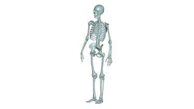 humano esqueleto 3d impressão modelo trio 3d print model - Mito3D