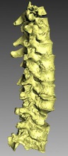 human spine science 3D printing model, file, printable design, 3d print, Human, Spine, Bone 3d print model - Mito3D