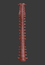 human spine science 3D printing model, file, printable design, 3d print, anatomy, biology, medicine, skeleton, bone, MRI, scan, radiology, education, spine, lumbar, thoracic, cervical, atlas, axis, vertebra, vertebrae, spinal, column, 3d print model - Mito3D