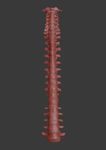 human spine 3d printing model - threeding column anatomy skeleton bone education medicine scan vertebra spinal atlas cervical vertebrae mri radiology biology lumbar thoracic axis 3D print model - Mito3D