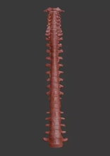 human spine 3d printing model - threeding column anatomy skeleton bone education medicine scan vertebra spinal atlas cervical vertebrae mri radiology biology lumbar thoracic axis 3d print model - Mito3D