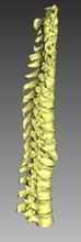 human spine science 3D printing model, file, printable design, 3d print, Human Spine, bone, Artec 3d print model - Mito3D