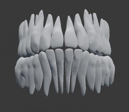 human teeth science 3D printing model, file, printable design, 3d print, teeth, dental, dentition, anatomy, human, incisor, molar, premolar, canine, 3d print model - Mito3D