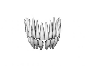 human teeth science 3D printing model, file, printable design, 3d print, anatomical, organ, human, anatomy, science, teeth, tooth 3d print model - Mito3D