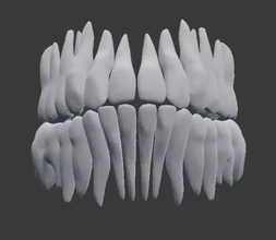 Humain dents 3d impression modèle trio anatomie canin dentaire molaire dentition incisive prémolaire 3d print model - Mito3D