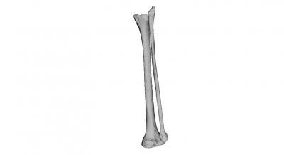 human tibia fibula science 3D printing model, file, printable design, 3d print, anatomy, human, feet, skeleton, science, bone, ,fibula 3d print model - Mito3D